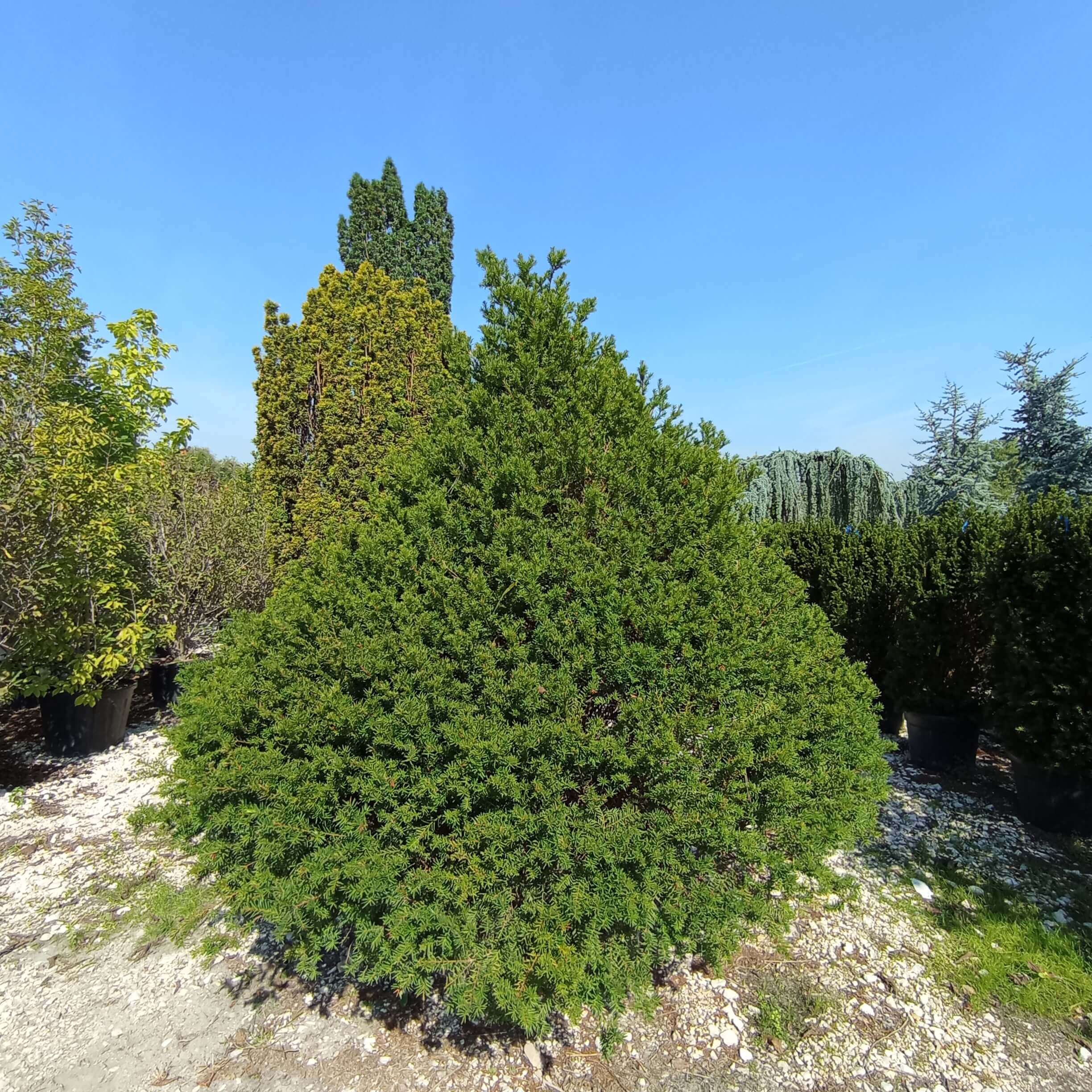 Taxus baccata Közönséges tiszafa